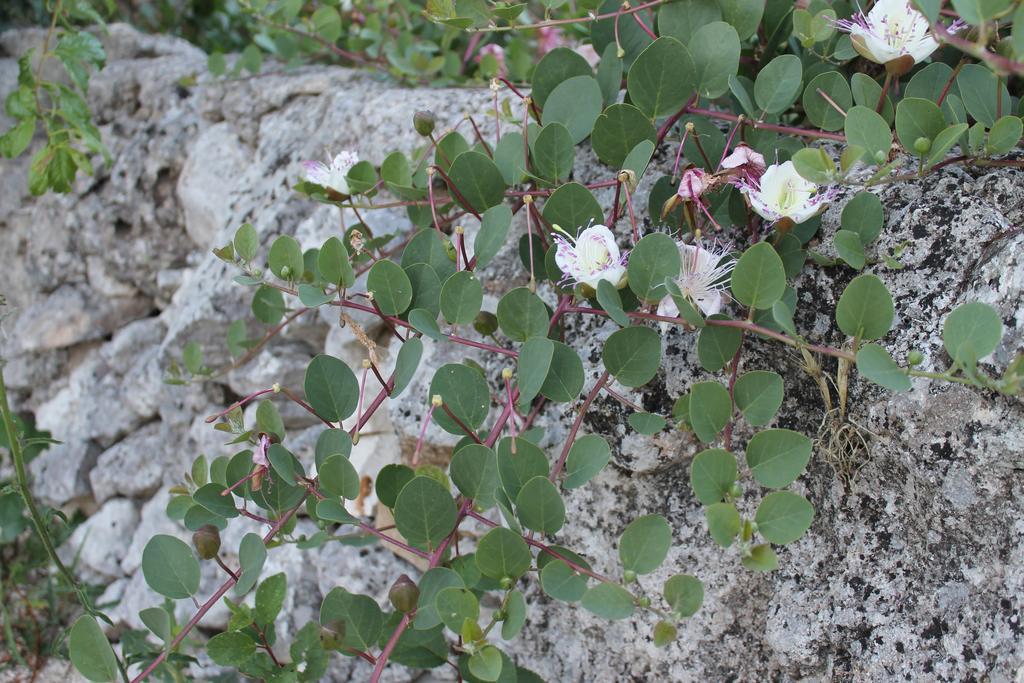 La Casa Del Nonno Bed & Breakfast Alberobello Eksteriør bilde